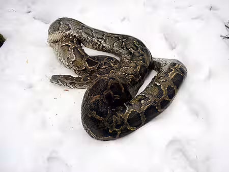 Im Schnee ausgesetzter Tigerpython