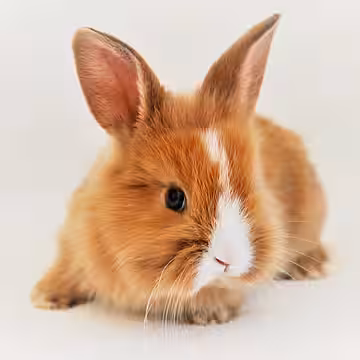 Kaninchen und Hühner brauchen Artgenossen und dürfen niemals einzeln gehalten werden. Kaninchen und Hühner brauchen Artgenossen und dürfen niemals einzeln gehalten werden.
