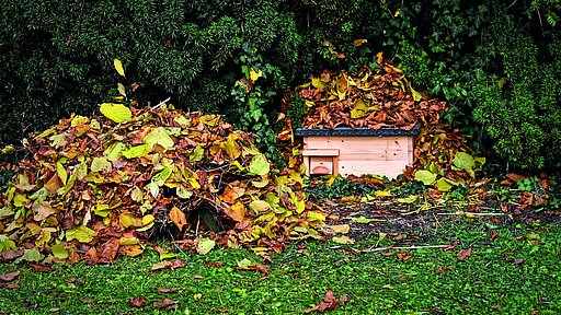 Ein Winterschlafnest baut sich der Igel aus Laub und Reisig.