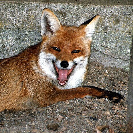 Füchse fressen sowohl tote als auch lebendige Nagetiere.