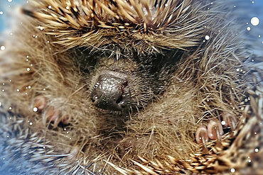 Winterschlaf und Weihnachtsgrüße aus dem aktion tier Igelzentrum Niedersachsen