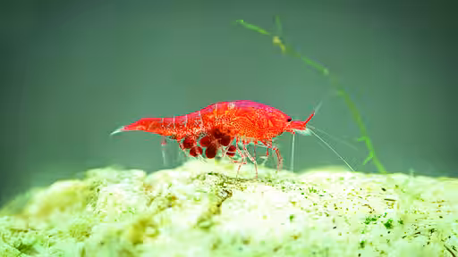 Rote Hawaiigarnele Halocaridina rubra.