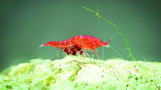 Rote Hawaiigarnele Halocaridina rubra.