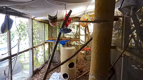 Große Eichhörnchen-Voliere mit Hängematten zum Rumlümmeln.