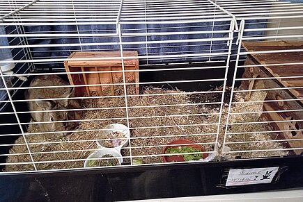 Ein Kaninchen in kleinem Käfig