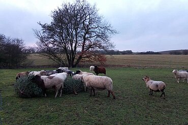 Die Schafe beim Knabbern an den Weihnachtsbäumen