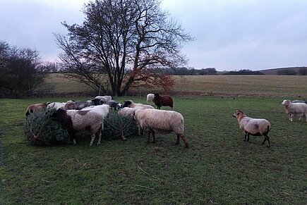 Die Schafe beim Knabbern an den Weihnachtsbäumen