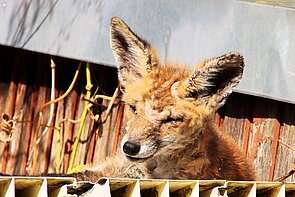 An Räude erkrankter Jungfuchs.