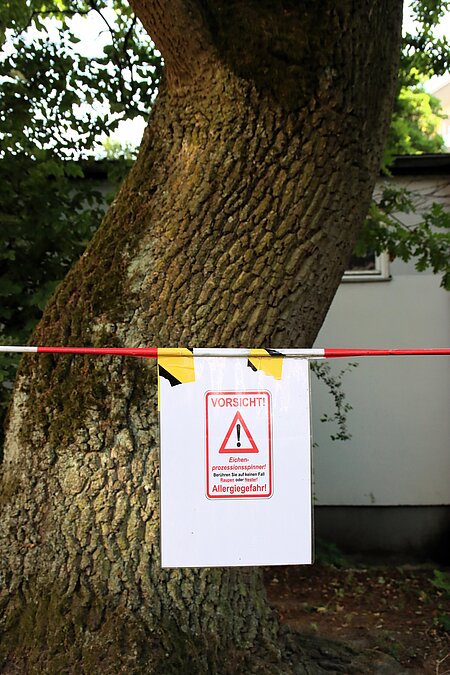 Warnhinweis an einer befallenen Stiel-Eiche
