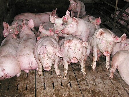 Schweine in der Massentierhaltung