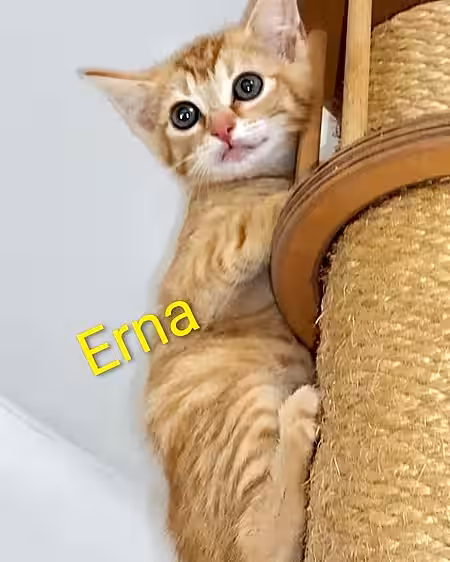 Kitten Erna Kitten Erna