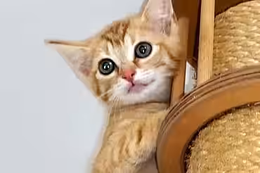 Kitten Erna Kitten Erna