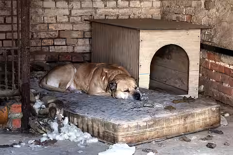 Otto hatte in seinem Gefängnis resigniert.