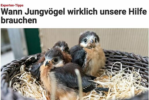 Wann Jungvögel wirklich unsere Hilfe brauchen - Berliner Zeitung