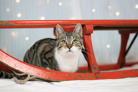 Tierheimkatze Erwin