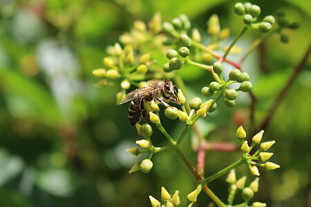 Honigbiene beim Nektarsammeln