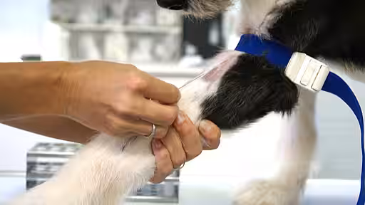 Blutabnahme beim Haustier