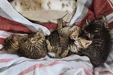 Neugeborene von geimpften Müttern haben zunächst noch kurz einen Impfschutz über die Muttermilch. Neugeborene von geimpften Müttern haben zunächst noch kurz einen Impfschutz über die Muttermilch.