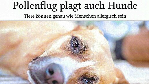 11.06.2021, Pollenflug plagt auch Hunde, Trostberger Tagblatt