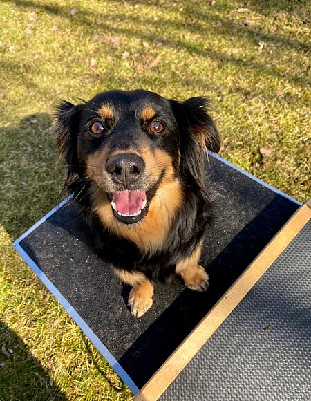 Hund Baloo ist sichtlich stolz auf seine Leistung.