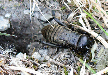 Feldgrille (Gryllus campestris)