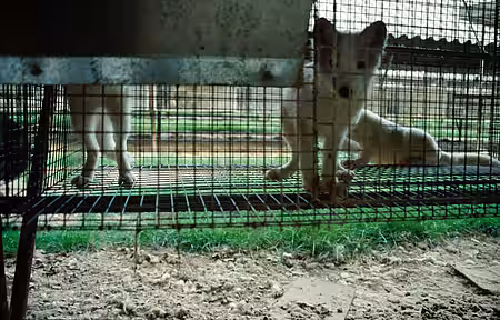 Der Verbraucher kann nicht sehen, von welchem Tier das Fell stammt. Der Verbraucher kann nicht sehen, von welchem Tier das Fell stammt.