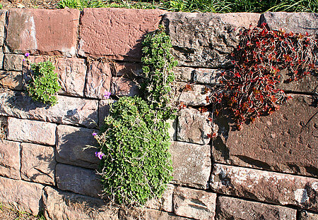 Mauer aus Naturstein