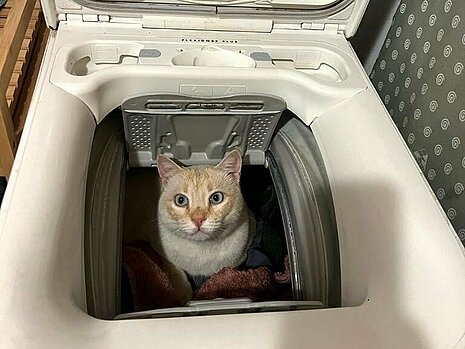 Katze in Waschmaschine