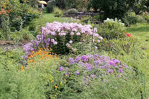 In einem naturnahen Garten fühlen sich Tiere wie Insekten und Vögel wohl und finden, was sie zum Leben brauchen.