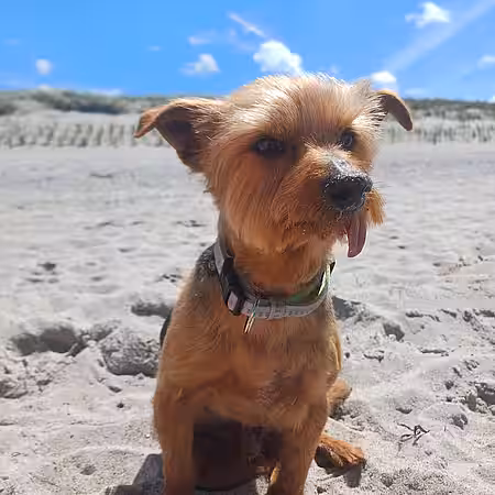 „Beachboy Monty“