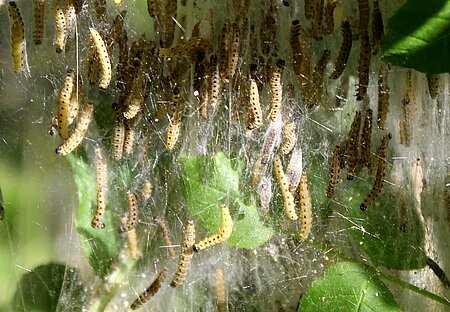 Mehr als 1000 Raupen in einem Sammelnest der Gespinstmotte
