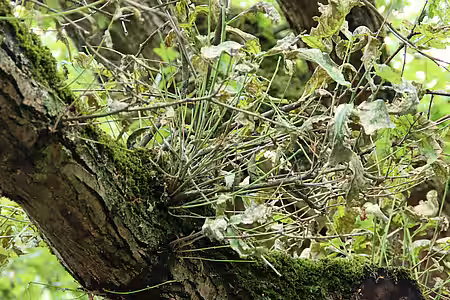 Kahlgefressener Ast. Kahlgefressener Ast