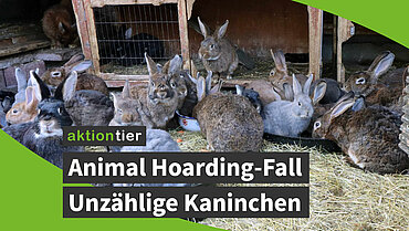  Animal Hoarding-Fall mit unzähligen Kaninchen