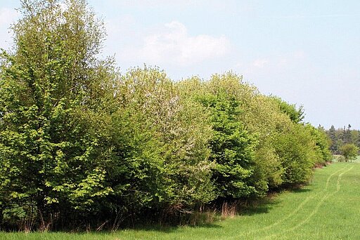 Naturnahe Hecken und Gebüsche sind ideale Igel-Unterschlüpfe. Naturnahe Hecken und Gebüsche sind ideale Igel-Unterschlüpfe.