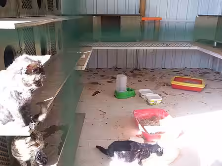 Katzen im Tierheim Manavgat