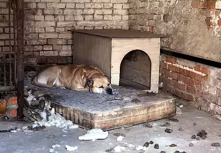 Otto hat in seinem Gefängnis resigniert.