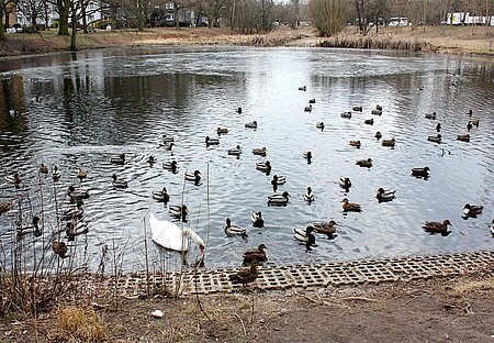 Schlechte Aussichten für den Schwan am Septimer Becken. 