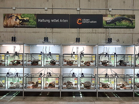 Beleuchtete Glaskästen vor einer Steinwand