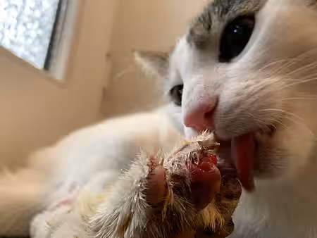 Abgerissene Kralle bei einer Katze.