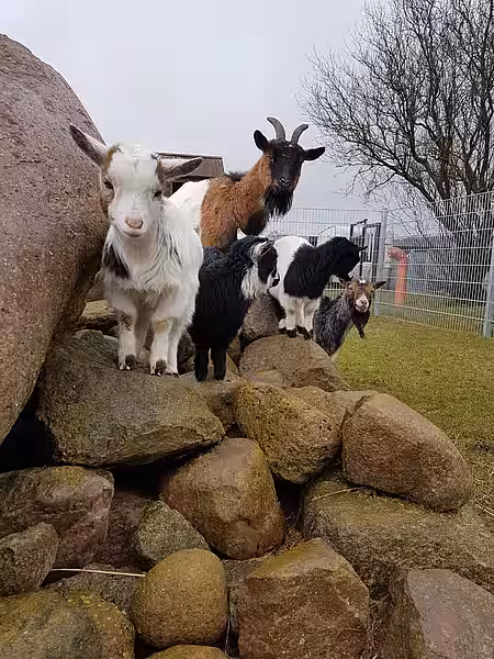 © aktion tier Lottihof