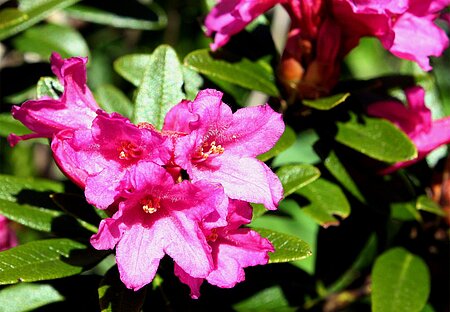 Rostblättrige Alpenrose (Rhododendron ferrugineum)