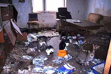 Diese Katzen haben vor Hunger Müll gefressen.