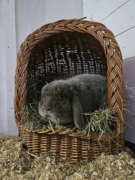 Ein graues Widderkaninchen in einem Korb mit Einstreu