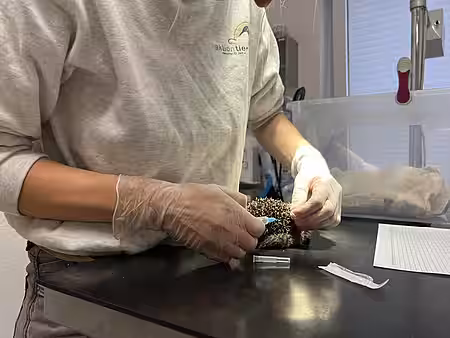 Flüssigkeit wurde dem Igel vorsichtig injiziert.