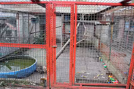 Das trostlose Waschbärengehege