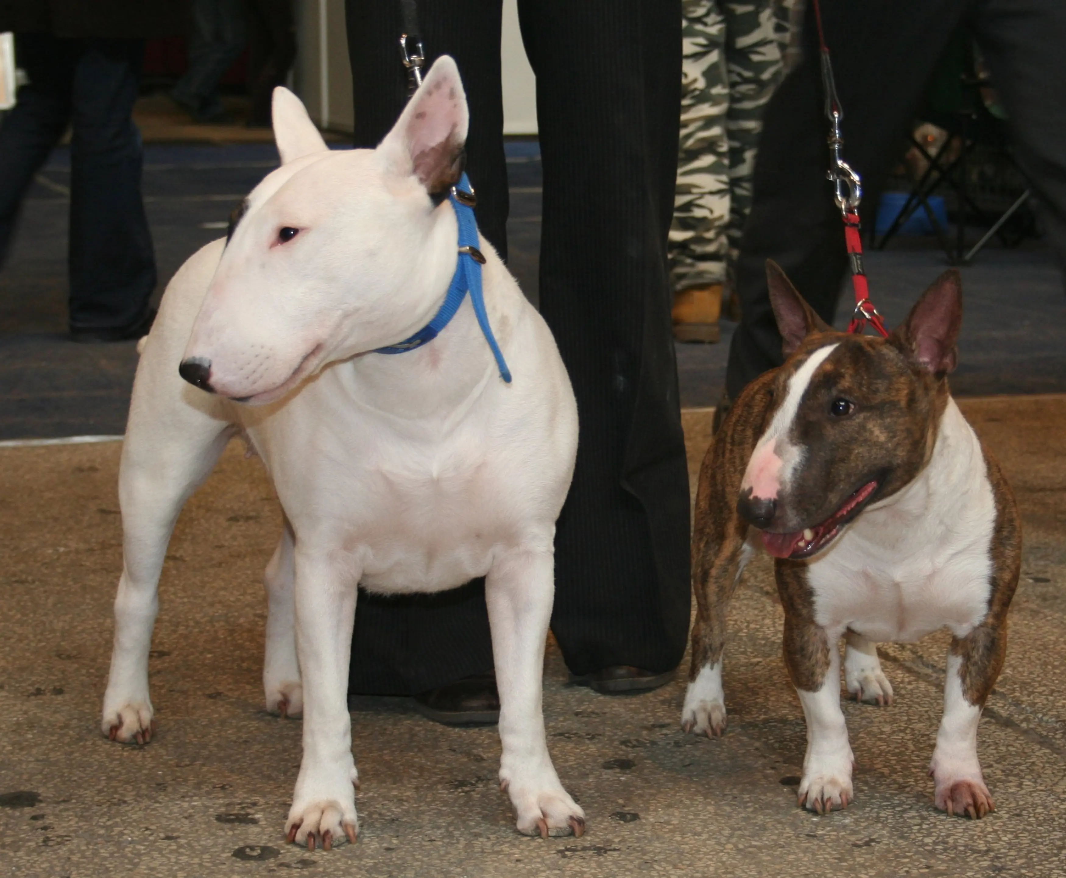 aktion tier – Menschen für Tiere e.V.: Rasseportrait: Der Miniature Bull  Terrier (Mini-Bulli)