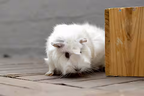 Es sollte grundsätzlich auf die Zucht von Meerschweinchen verzichtet werden. 
