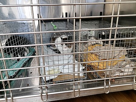 Straßenkatze nach der Kastration