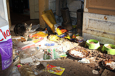 Katzen in einem Messiehaus zwischen verdreckten Näpfen und Abfall.