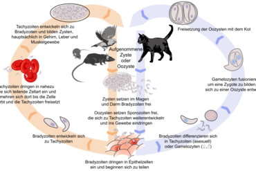 Lebenszyklus Toxoplasmose